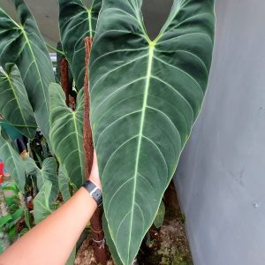 Philodendron Melano Narrow Form