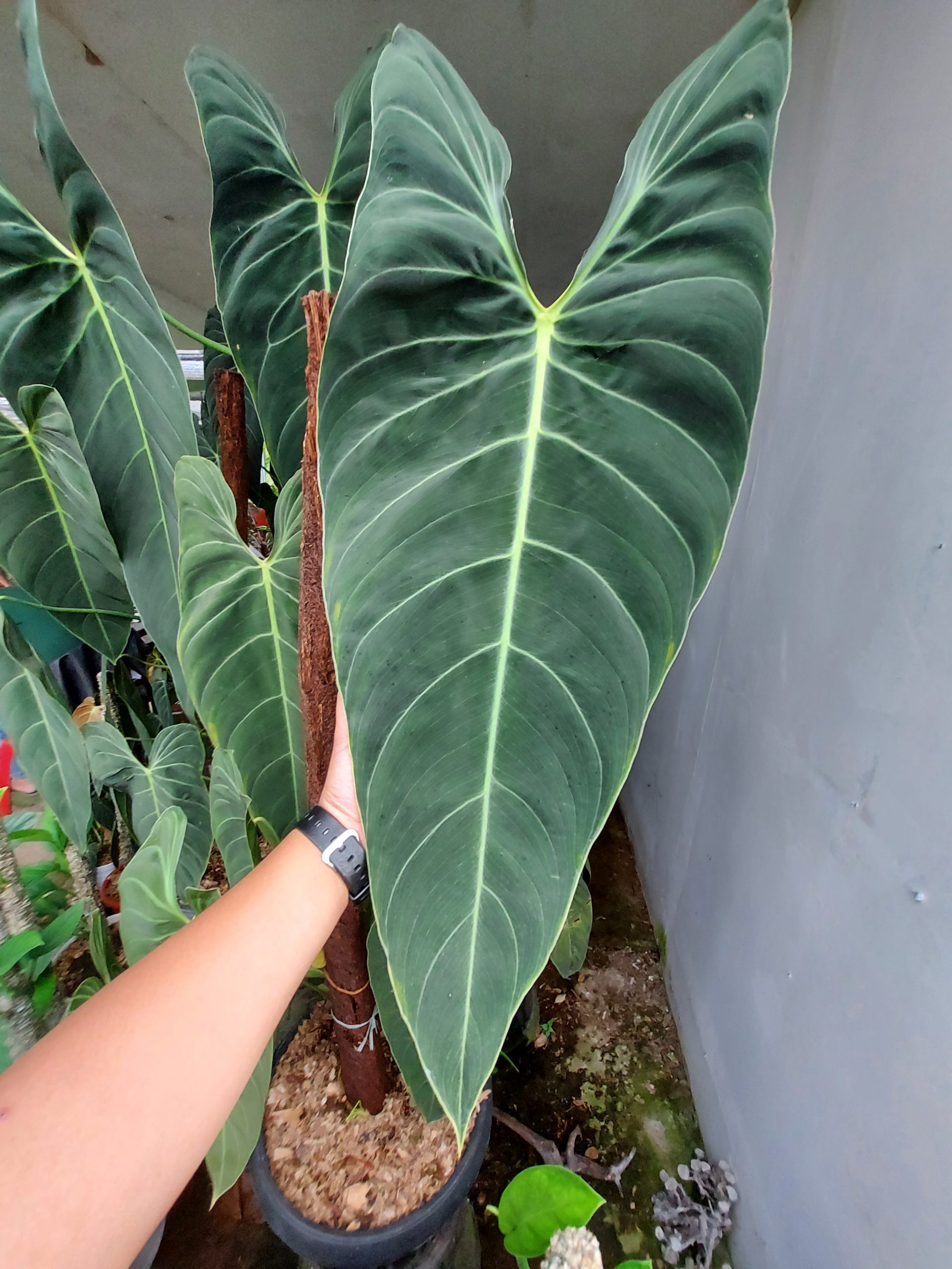 Philodendron Melano Narrow Form