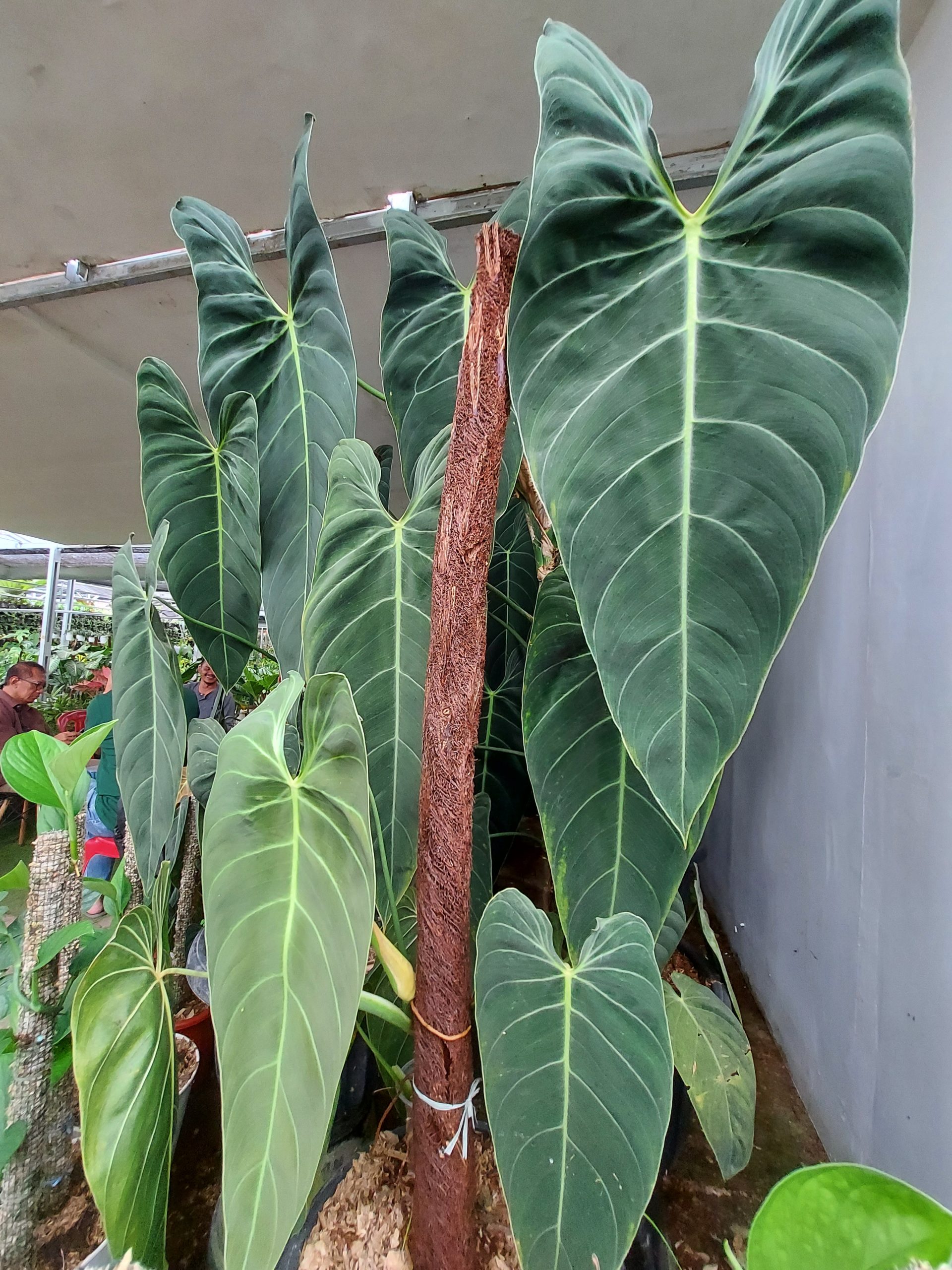 Philodendron Melano Narrow Form - Image 3