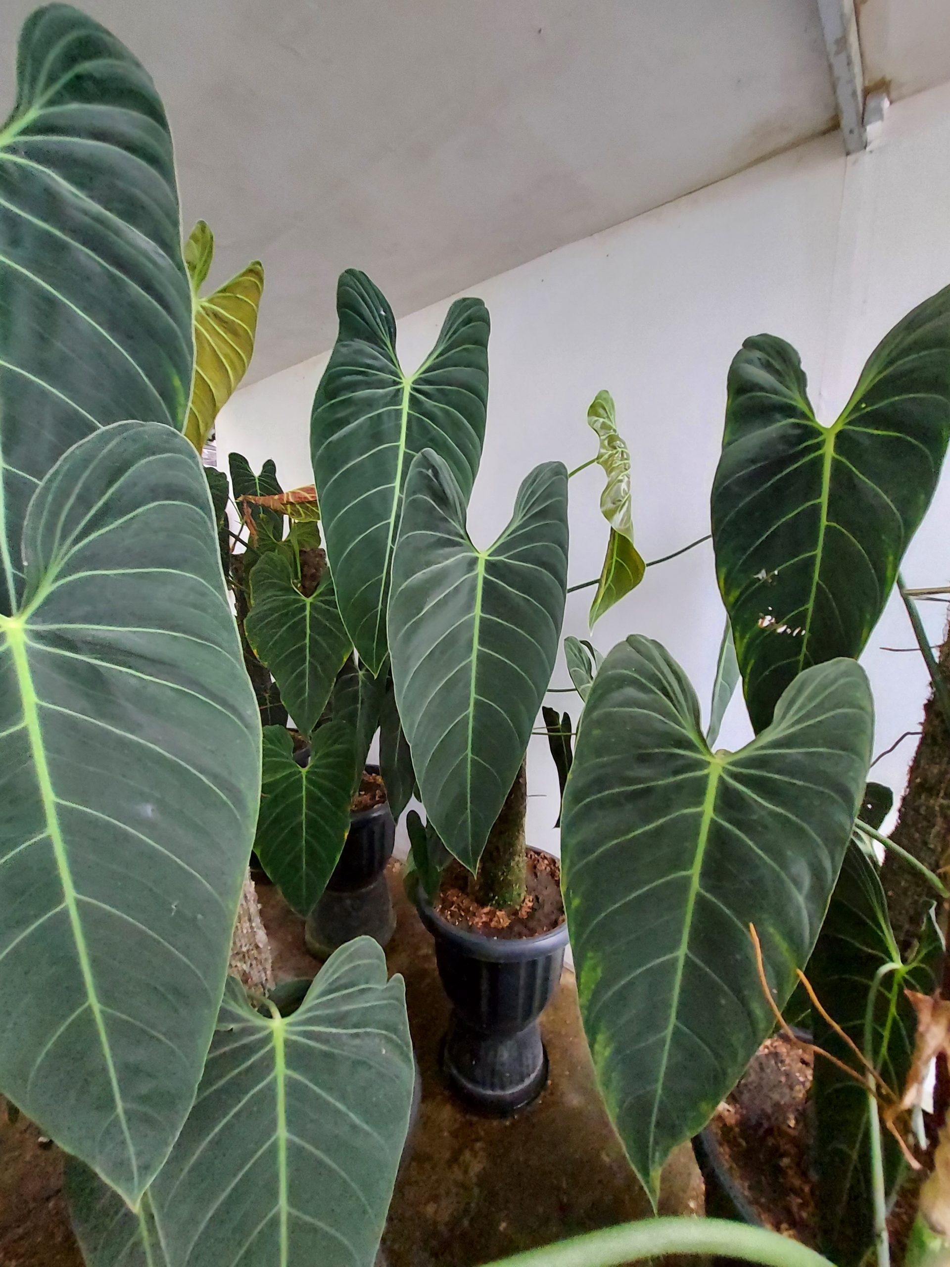 Philodendron Melano Narrow Form - Image 4