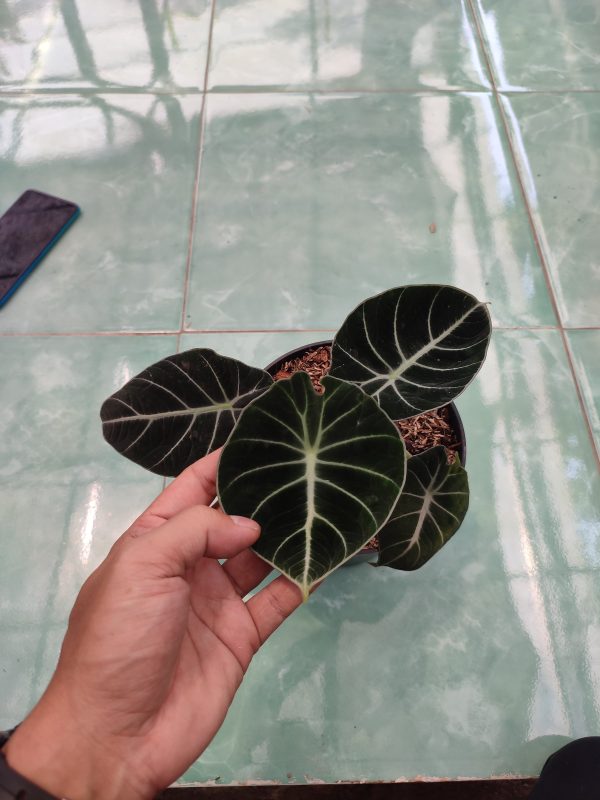 Alocasia Black Velvet - Image 2