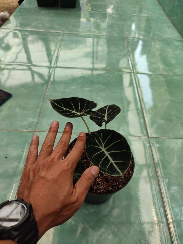 Alocasia Black Velvet - Image 3