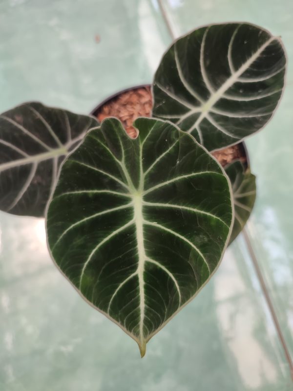 Alocasia Black Velvet - Image 4