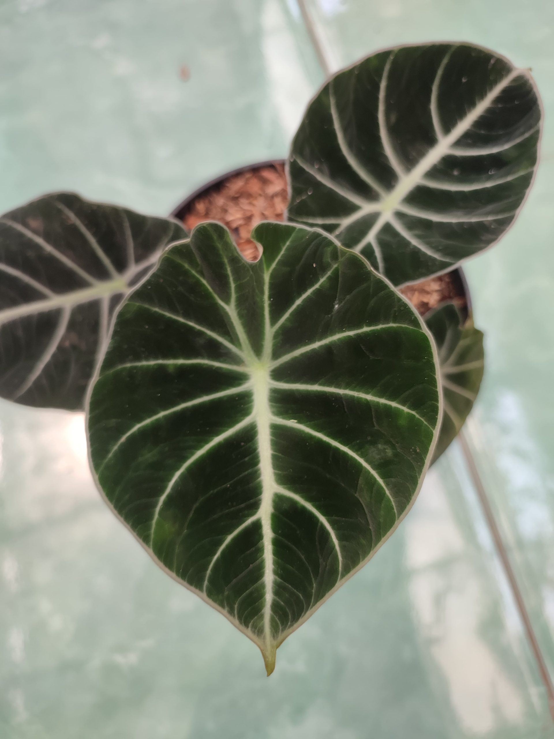 Alocasia Black Velvet - Image 4