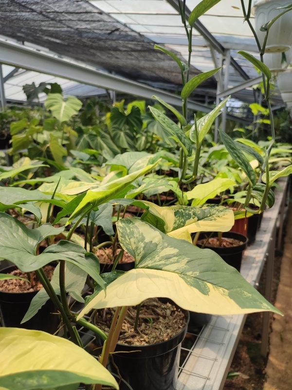 Syngonium Yellow Varigated - Image 5