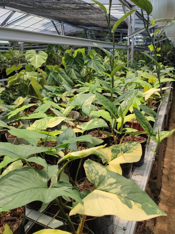 Syngonium Yellow Varigated - Image 4