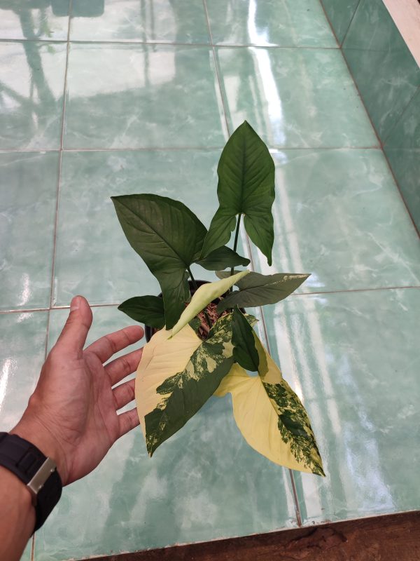 Syngonium Yellow Varigated - Image 3