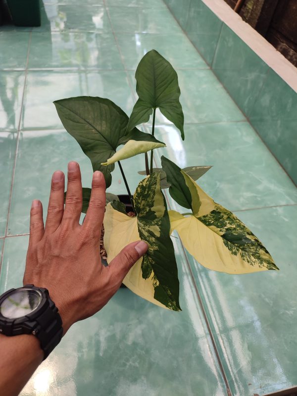 Syngonium Yellow Varigated - Image 2