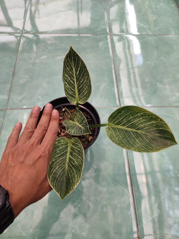 Philodendron Birkin - Image 2