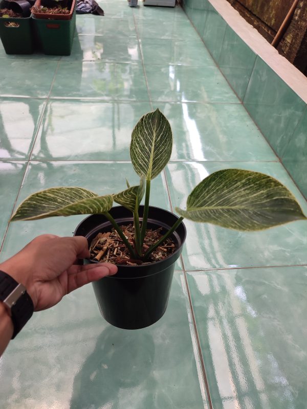 Philodendron Birkin - Image 3