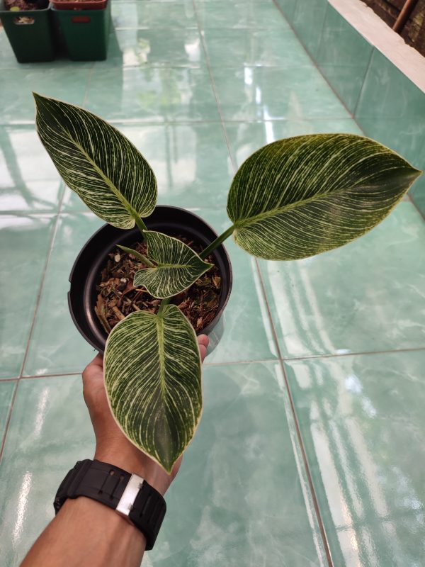 Philodendron Birkin - Image 4