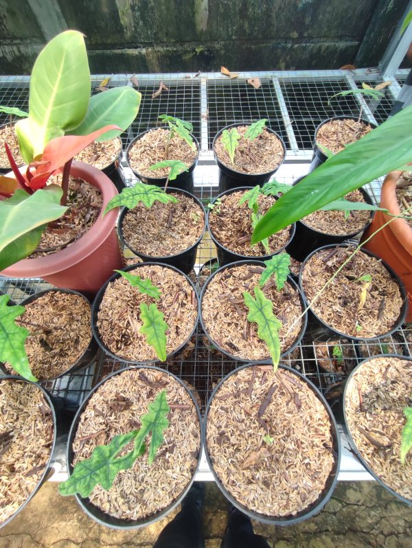 Alocasia Jacklyn - Image 2