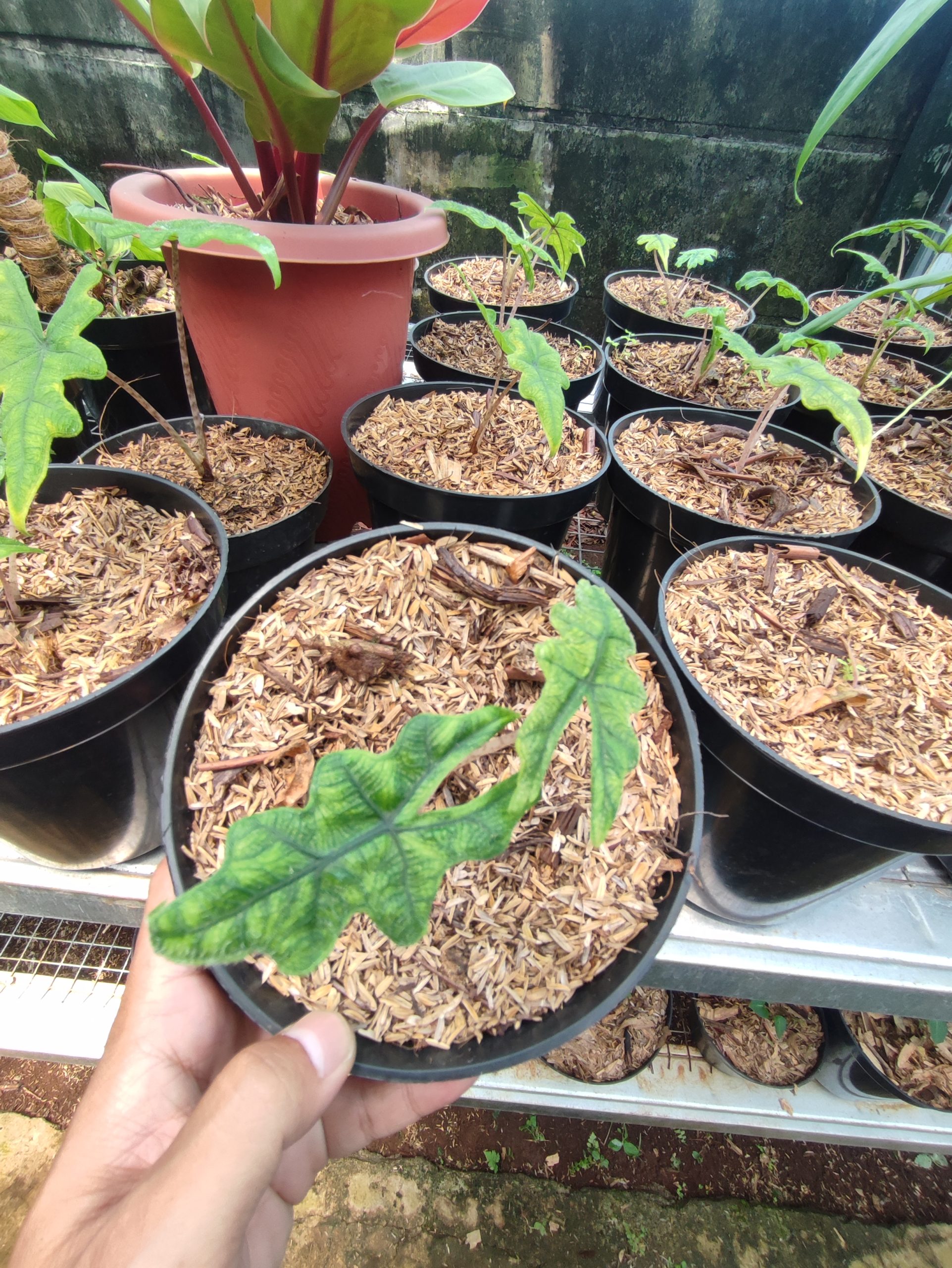 Alocasia Jacklyn - Image 3