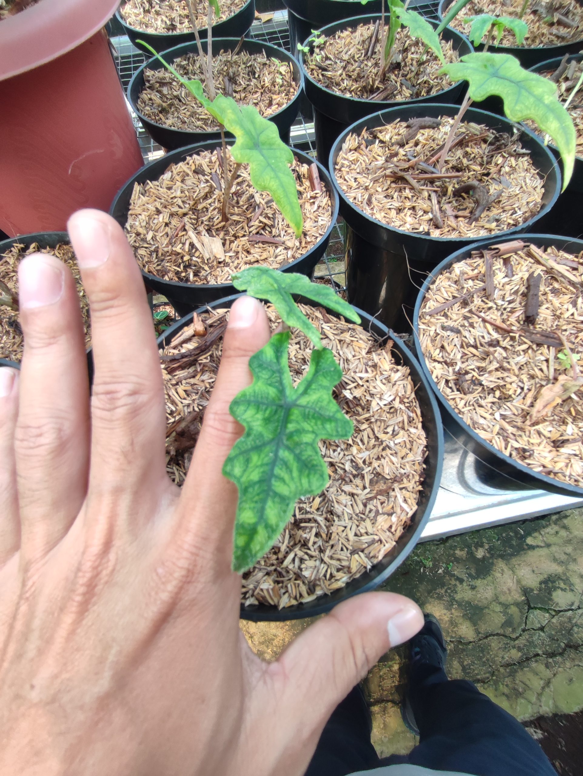 Alocasia Jacklyn - Image 4