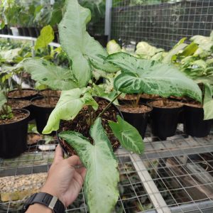 Syngonium Three Kings