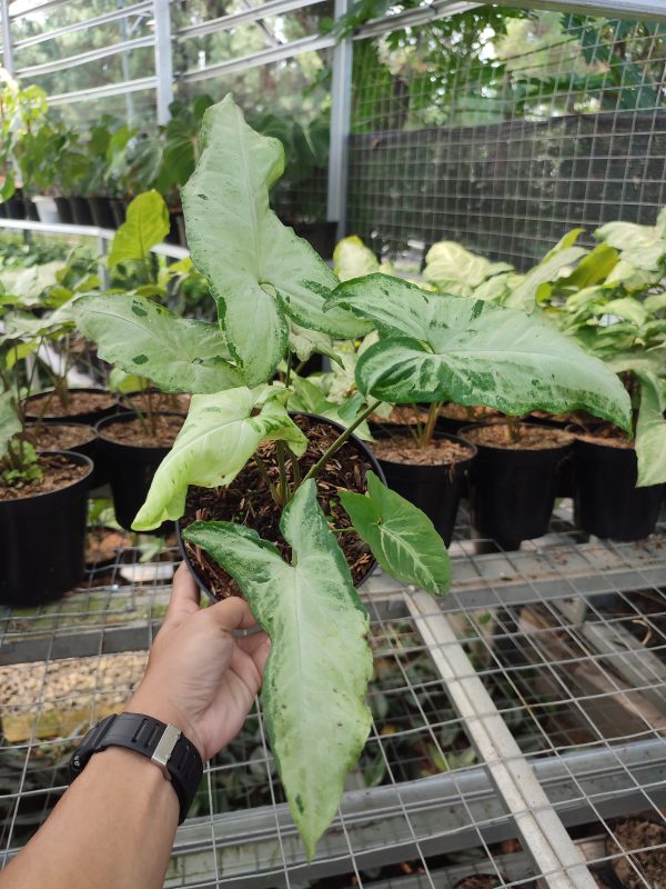 Syngonium Three Kings