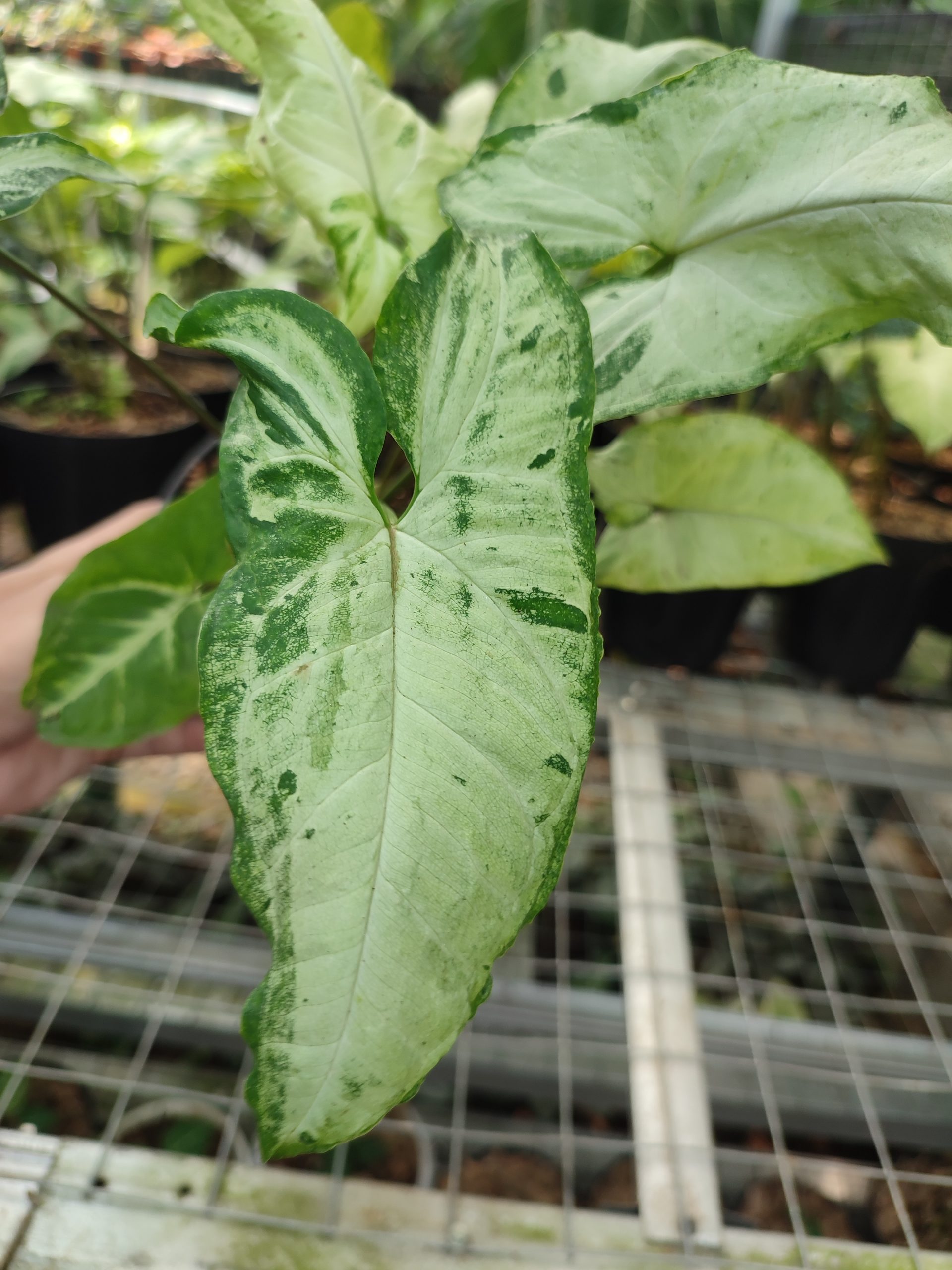 Syngonium Three Kings - Image 2