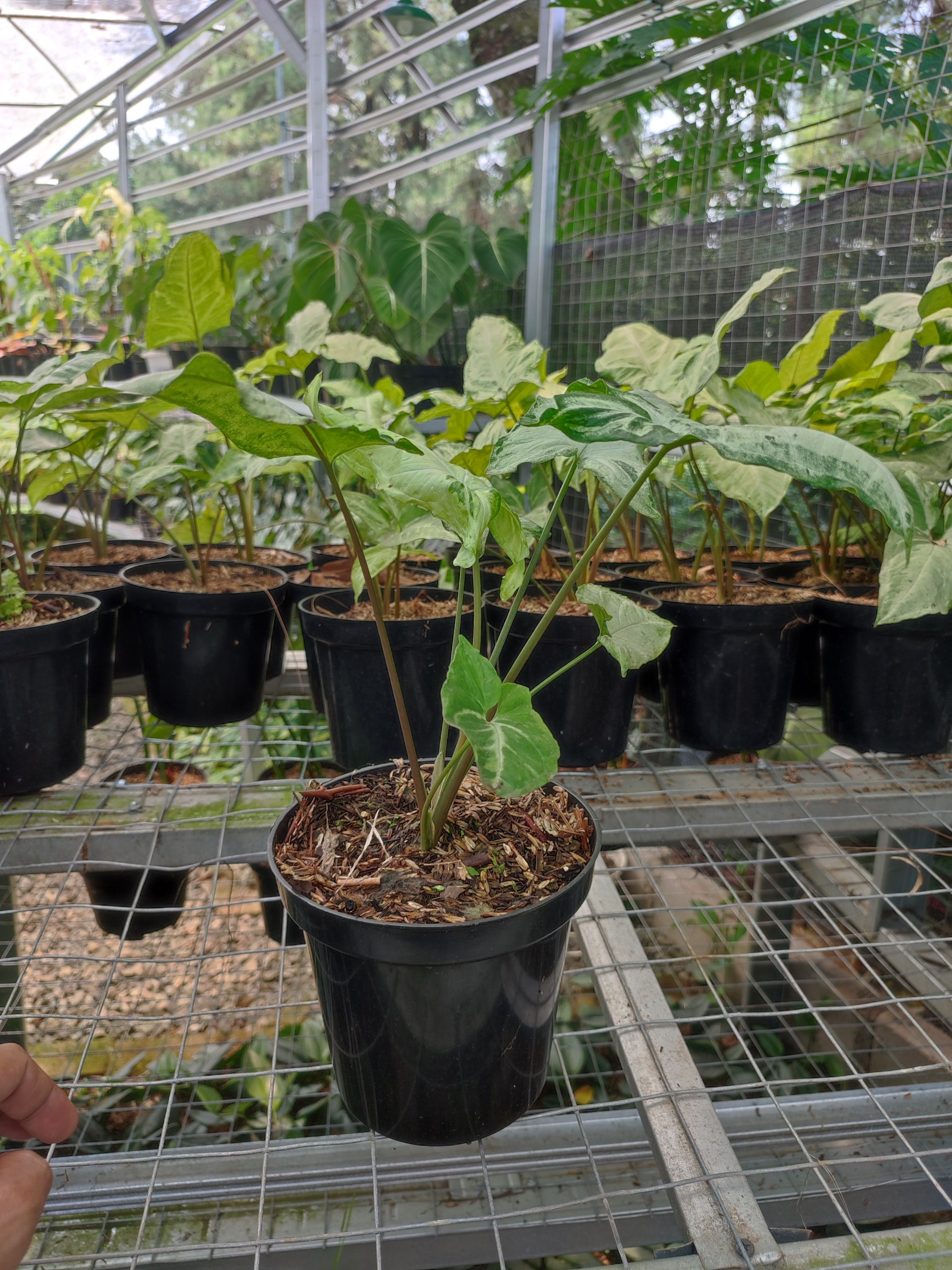 Syngonium Three Kings - Image 3