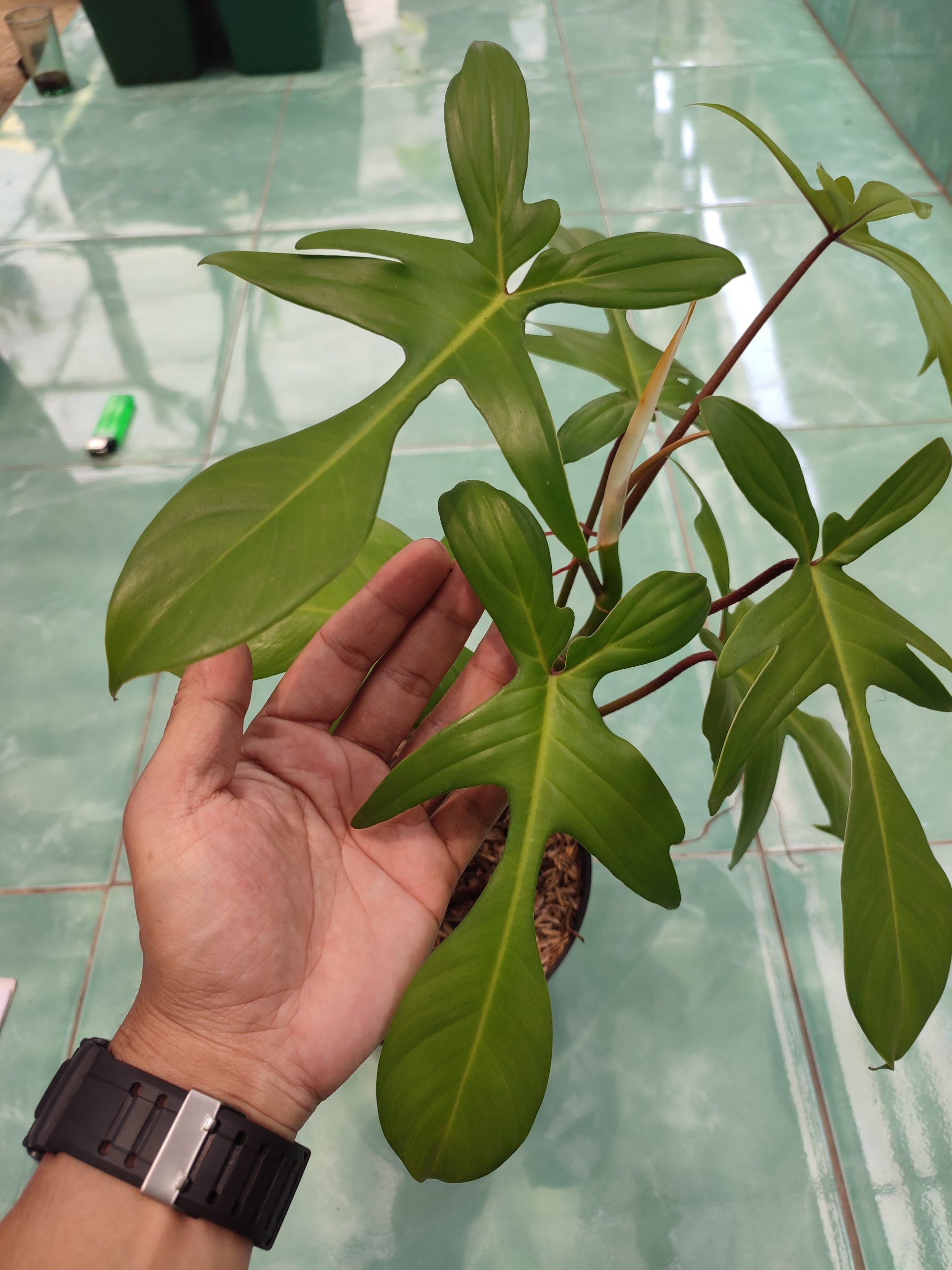 Philodendron pedatum - Image 2
