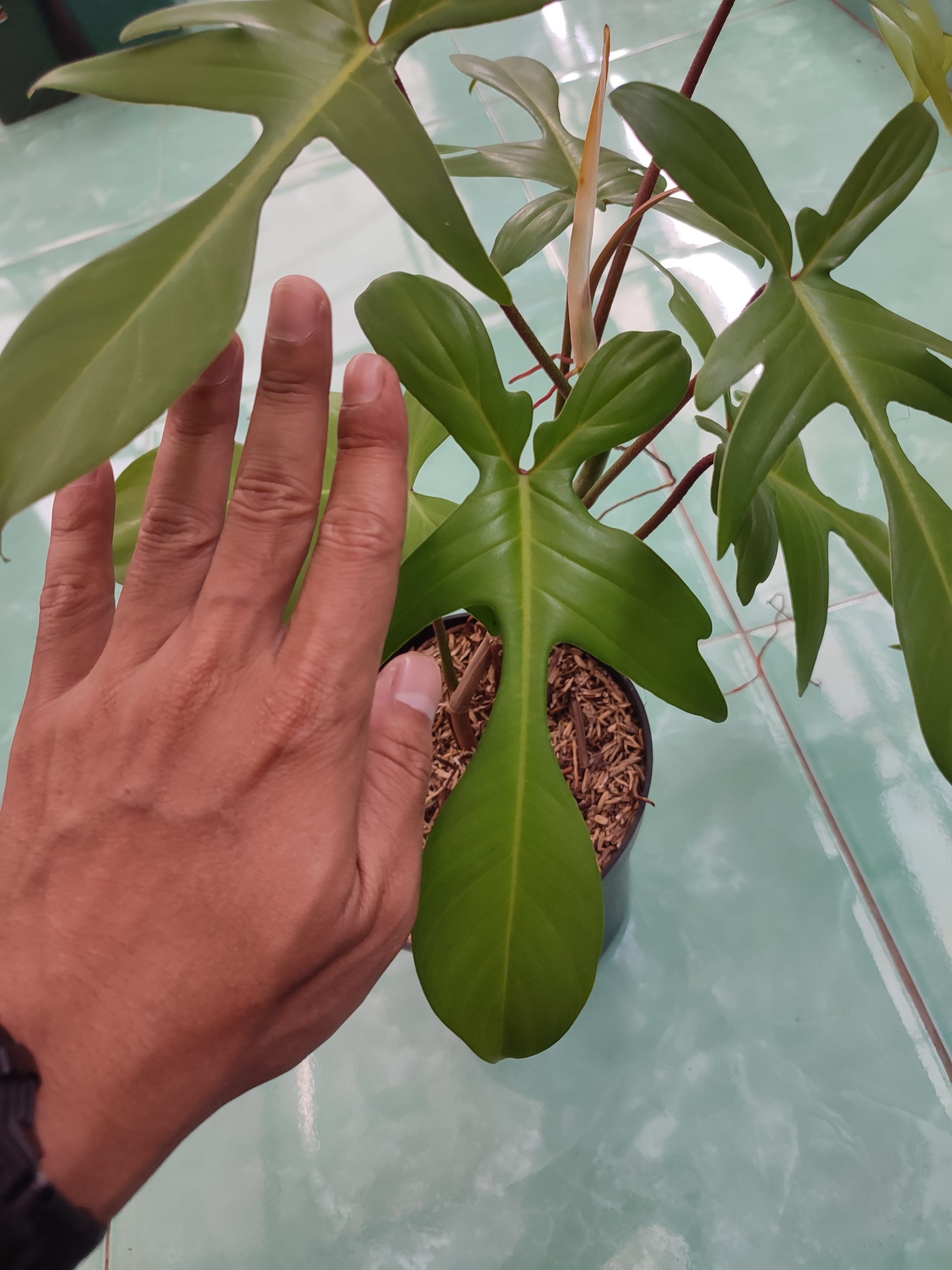 Philodendron pedatum - Image 3