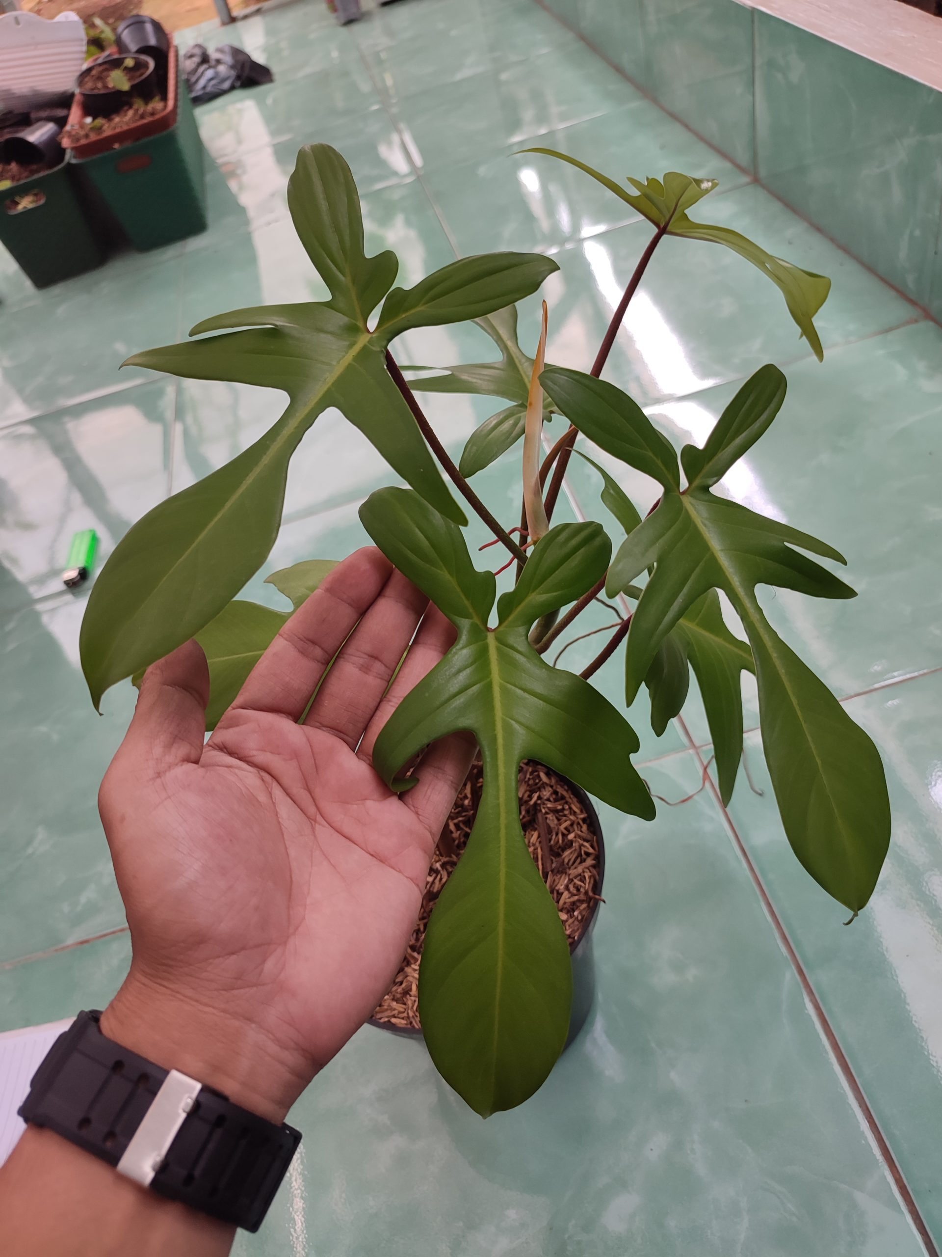 Philodendron pedatum - Image 4