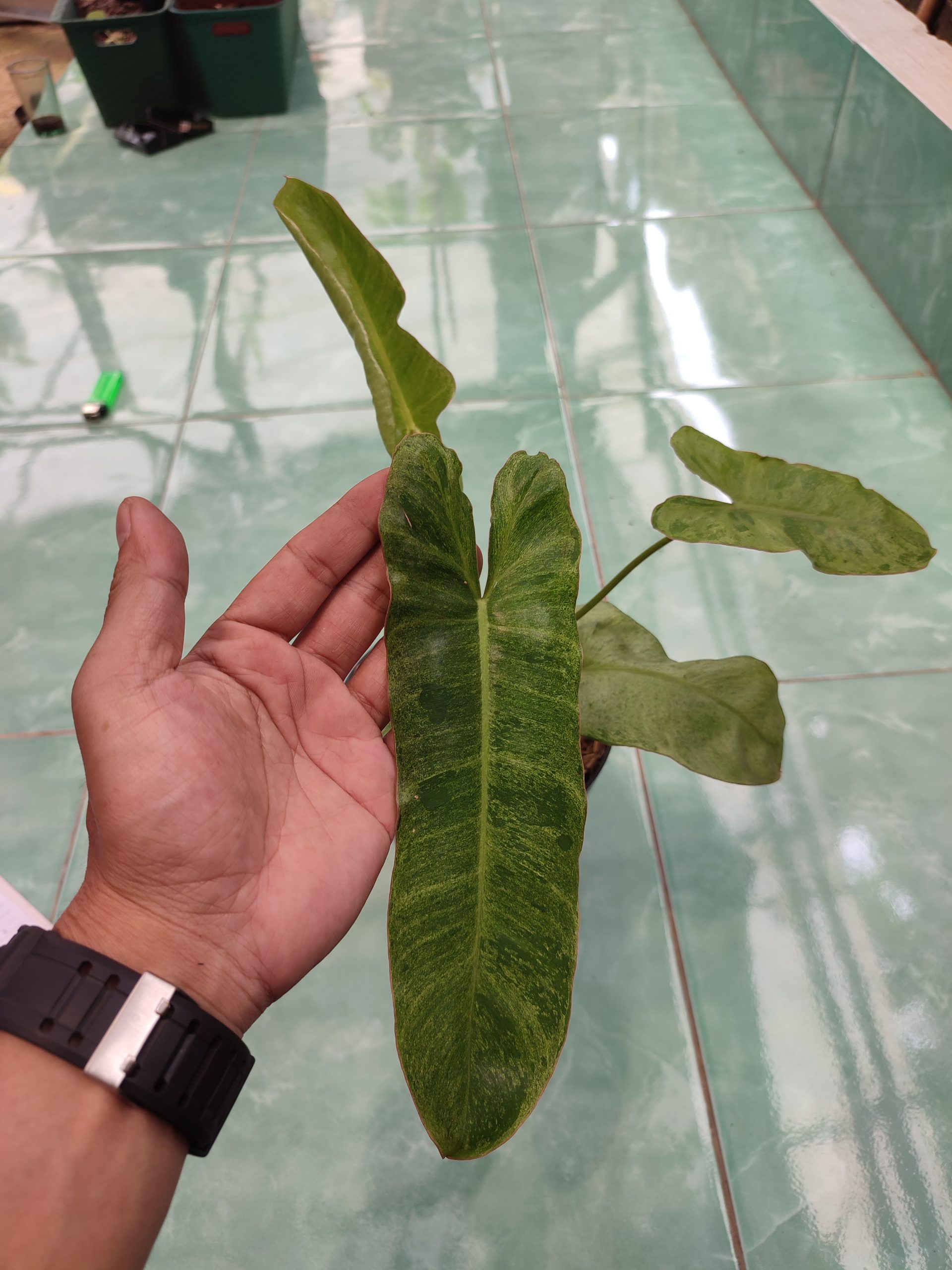 Philodendron Paraiso Verde - Image 2