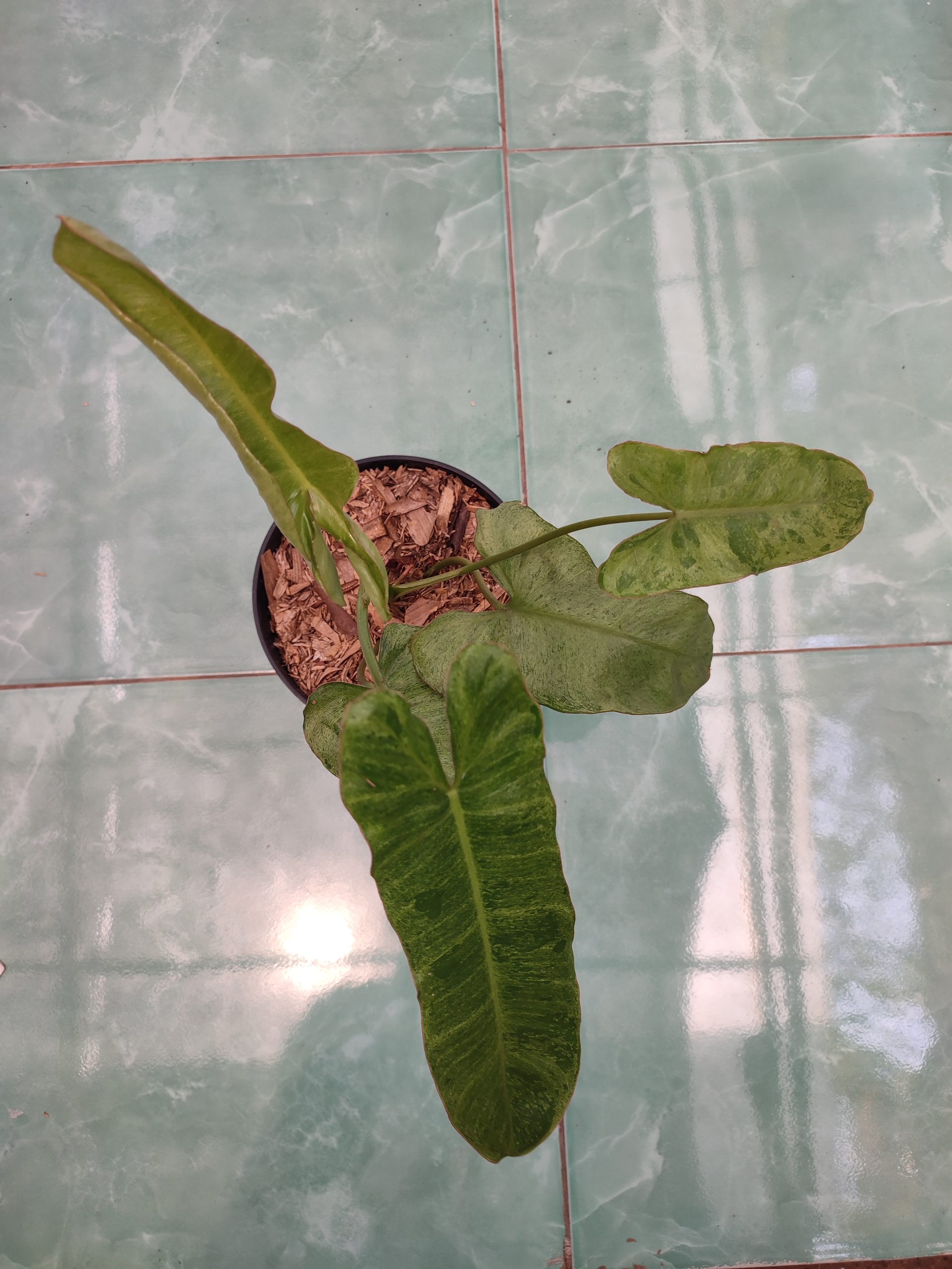 Philodendron Paraiso Verde - Image 3