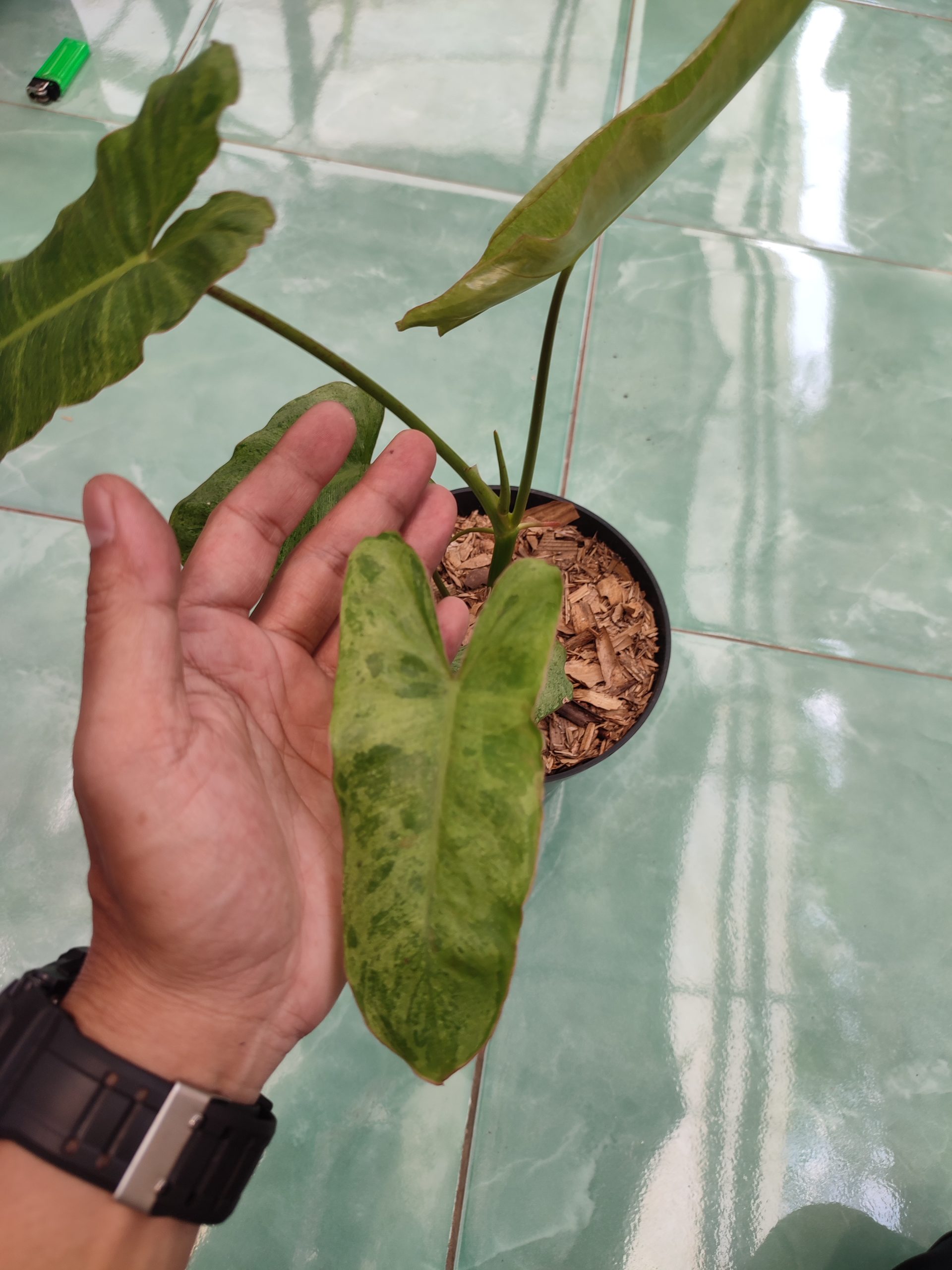 Philodendron Paraiso Verde - Image 4