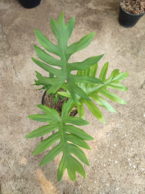 Philodendron Mayoi - Image 2