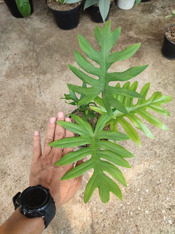 Philodendron Mayoi - Image 3