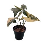 Syngonium Yellow Varigated