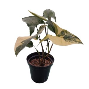 Syngonium Yellow Varigated