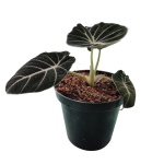 Alocasia Black Velvet