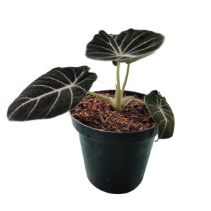 Alocasia Black Velvet