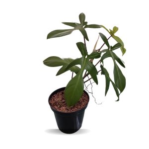 Philodendron pedatum