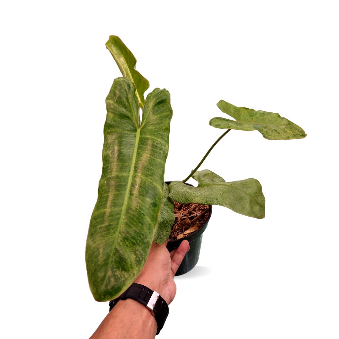 Philodendron Paraiso Verde