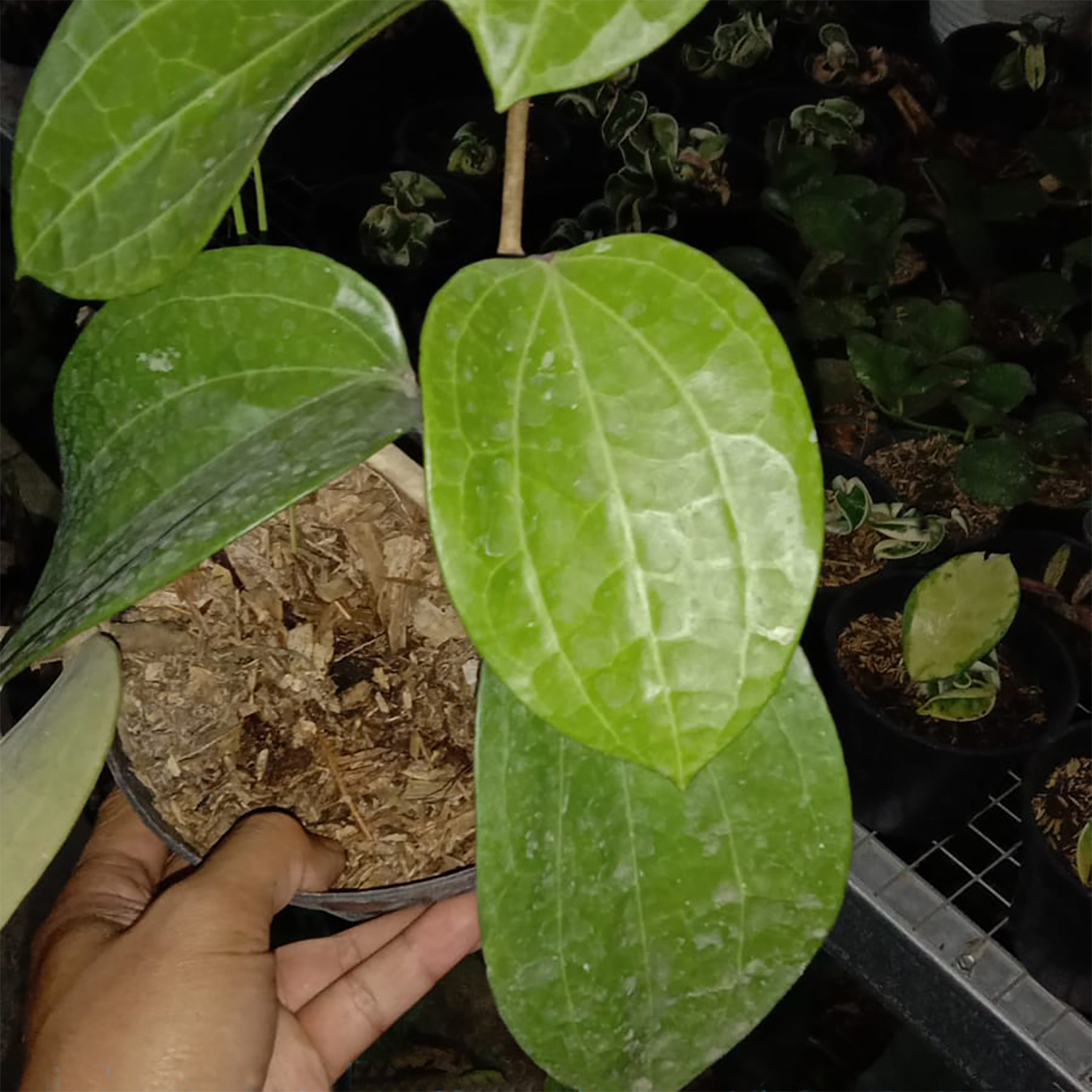 Hoya Glabra borneo