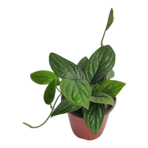 Monstera Karstenianum