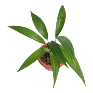 Epipremnum Amplissimum