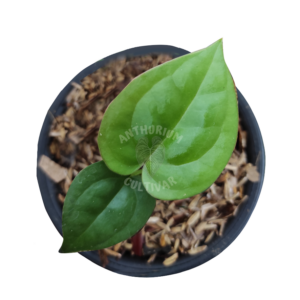 Anthurium dorayaki x luxurian