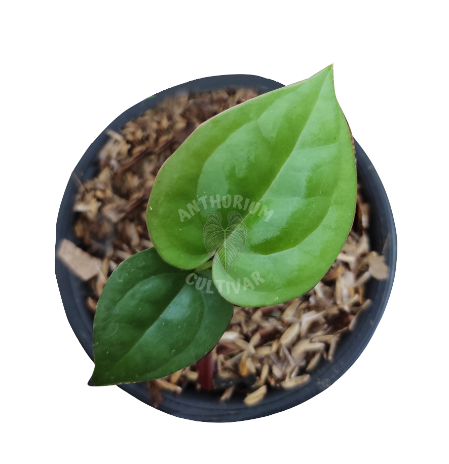 Anthurium dorayaki x luxurian