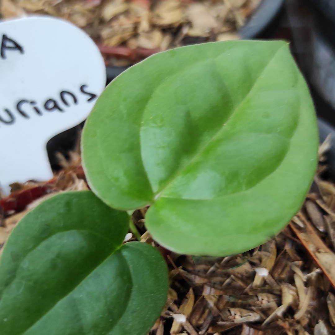 Anthurium dorayaki x luxurian - Image 2