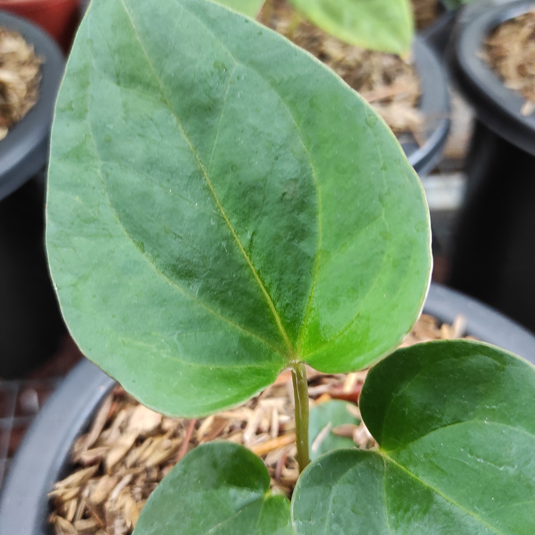 Anthurium King of spades x luxurian - Image 2