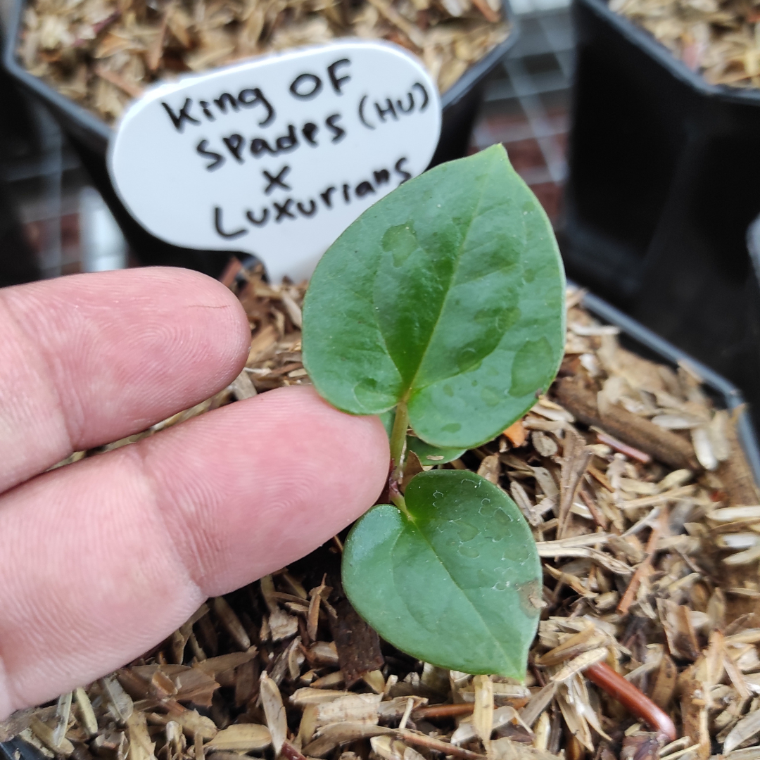 Anthurium King of spades x luxurian - Image 3