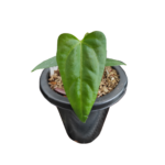 Anthurium Papi x luxurian