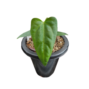 Anthurium Papi x luxurian