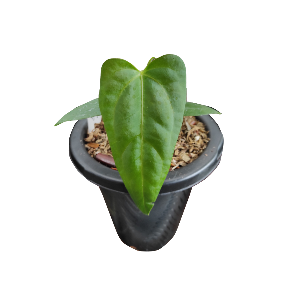 Anthurium Papi x luxurian