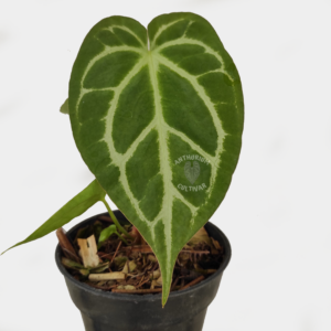 Anthurium Crystallinum hope