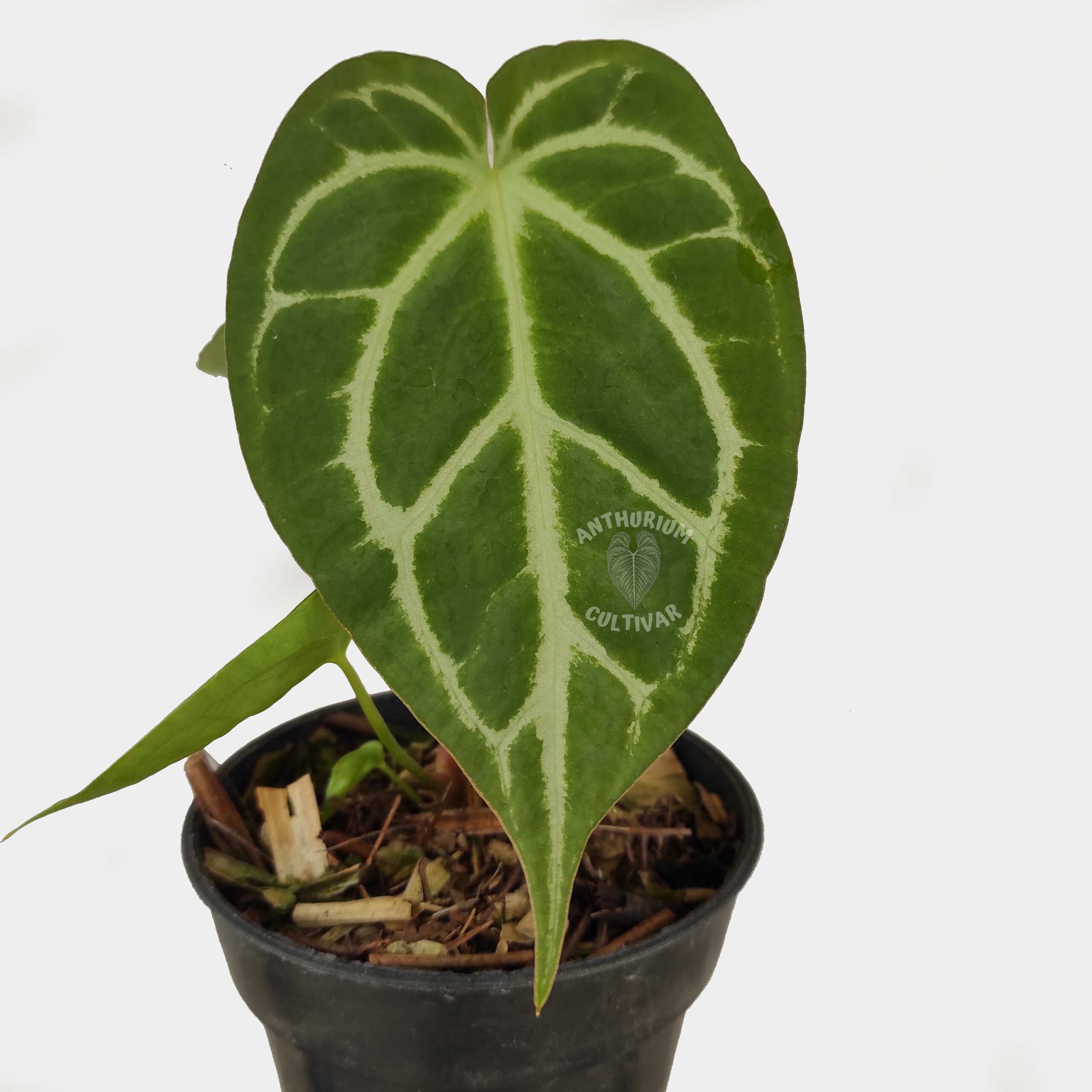 Anthurium Crystallinum hope