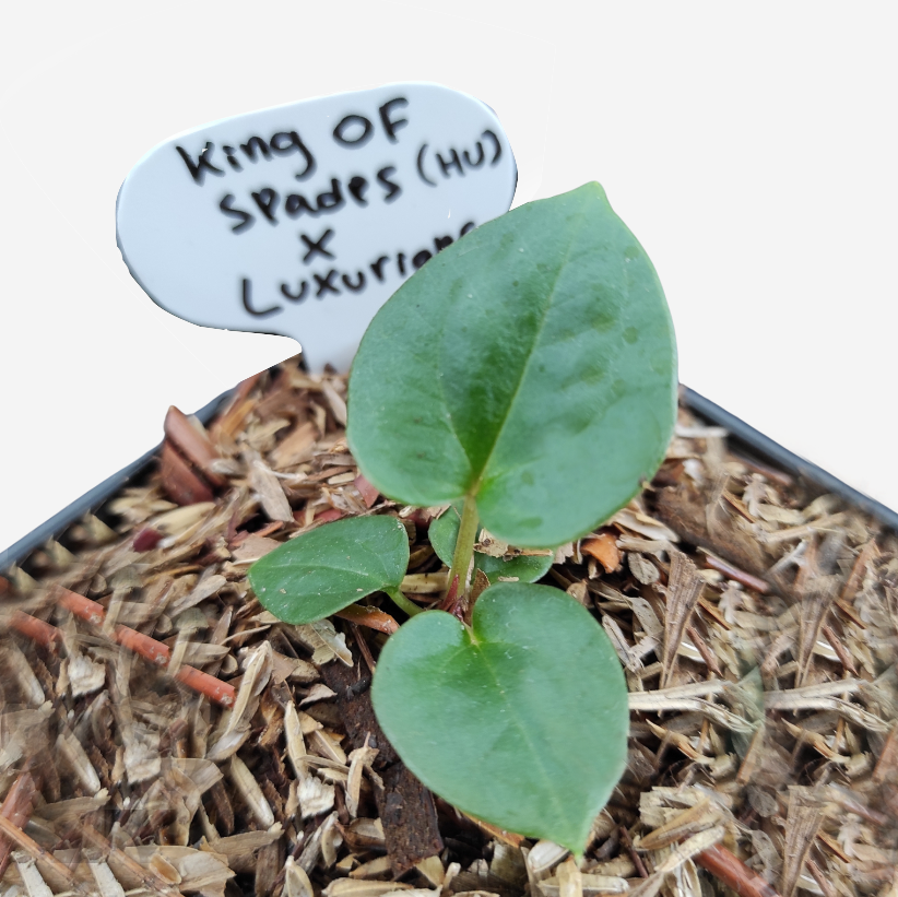 Anthurium King of spades x luxurian - Image 4